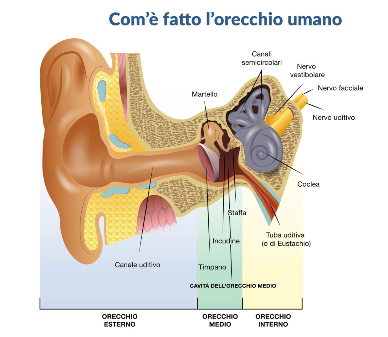 specifiche parti orecchio umano